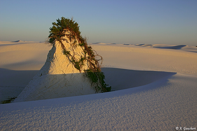 Green Oasis In The Desert